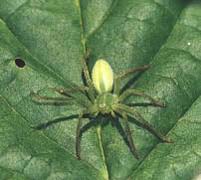 Micromata roseum