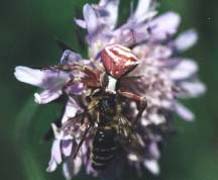 Thomisus onustus